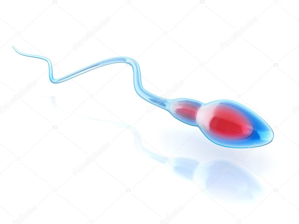 Sperm cell isolated