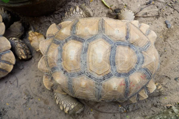 Die Große Schildkröte Zoo Ist Eine Afrikanische Schildkröte — Stockfoto