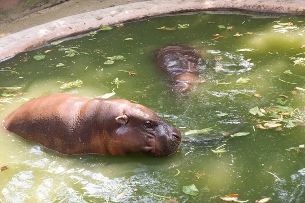 Dwóch Hipopotamów Zoo — Zdjęcie stockowe