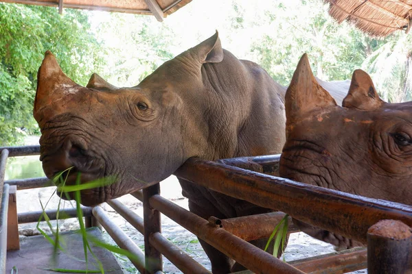 Dwa Nosorożce Tajlandii Zoo — Zdjęcie stockowe