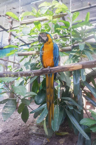 Kék Sárga Papagáj Állatkertben — Stock Fotó