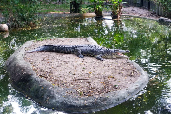 動物園のワニ — ストック写真