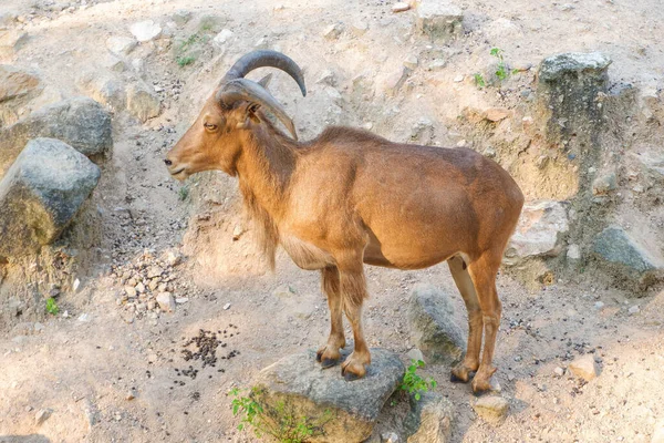 Wild Deer Zoo Thailand — Stock Photo, Image