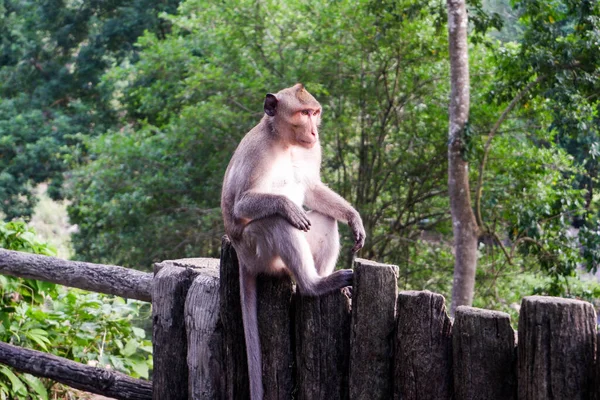 Małpy Siedzące Płocie — Zdjęcie stockowe
