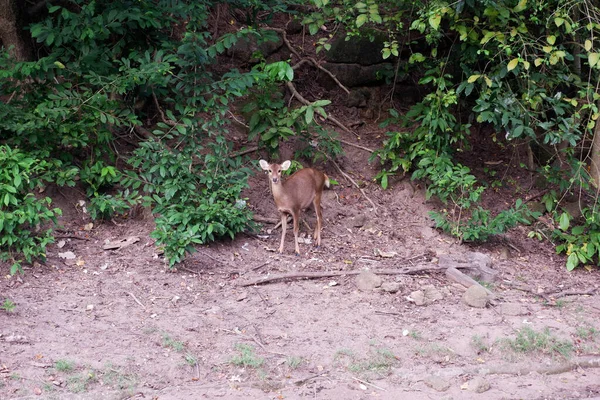 The forest deer are down from the mountain.