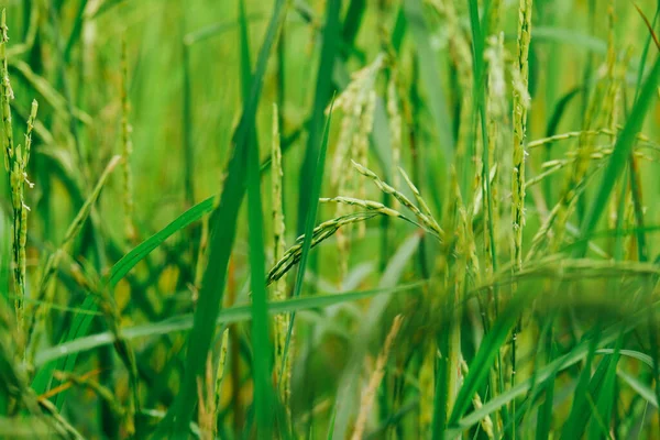 Rice planting, rice grains are already ripe.