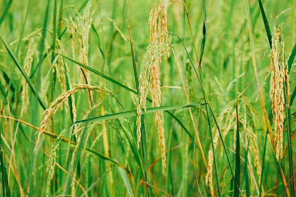 Rice planting, rice grains are already ripe.