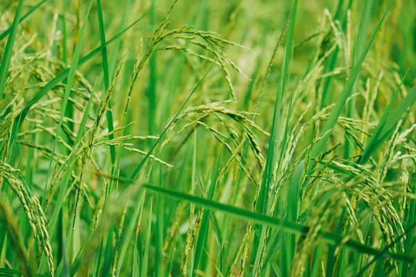 Pirinç Ekimi Pirinç Taneleri Çoktan Olgunlaştı — Stok fotoğraf