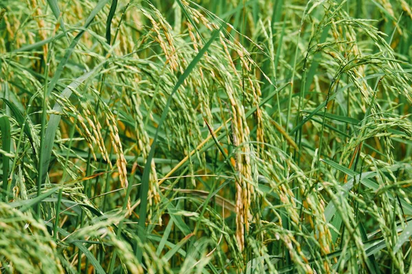 Pirinç Ekimi Pirinç Taneleri Çoktan Olgunlaştı — Stok fotoğraf