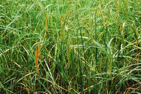Rijstplanten Rijstkorrels Zijn Rijp — Stockfoto