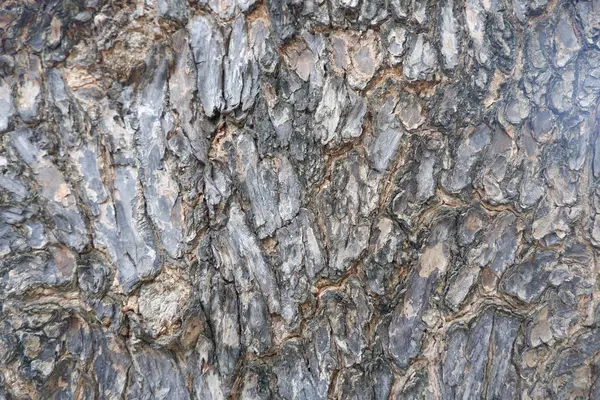 Embossed Texture Brown Bark Enlarge Circular Panoramic Image Bark — Stock Photo, Image