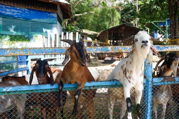 Granja Cabra Cabra Animal Granja Marrón — Foto de Stock