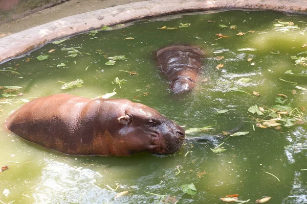 Dwóch Hipopotamów Zoo — Zdjęcie stockowe