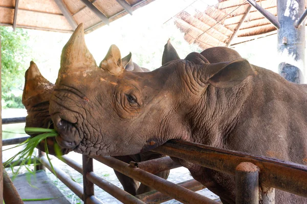 Dwa Nosorożce Tajlandii Zoo — Zdjęcie stockowe