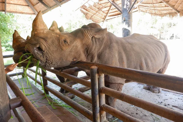 Dwa Nosorożce Tajlandii Zoo — Zdjęcie stockowe
