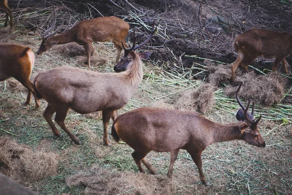 Muitos Veados Selvagens Zoológico Tailandês — Fotografia de Stock