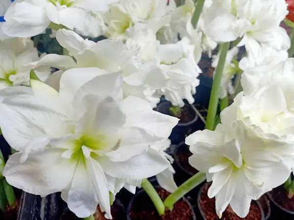 Grandes Flores Brancas Plantadas Vasos — Fotografia de Stock