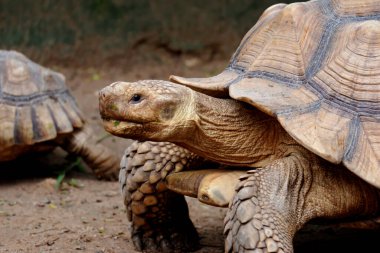 Galapagos dev kaplumbağası yaşayan en büyük kaplumbağadır..