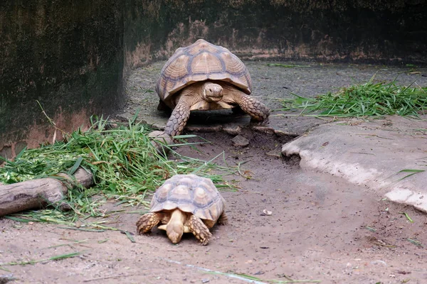 Galapagosöarna Galapagos Sköldpadda — Stockfoto