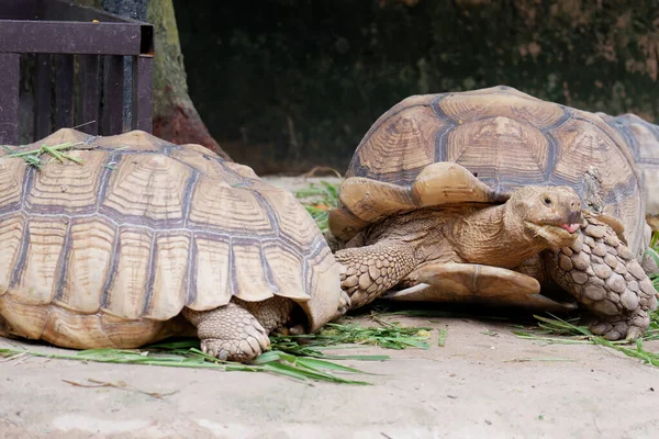 Galapagos Giant Tortoise Largest Living Turtle — Stock Photo, Image