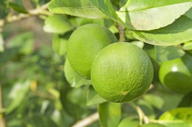 Genç pomelo