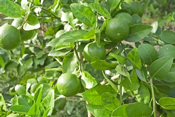 Genç pomelo