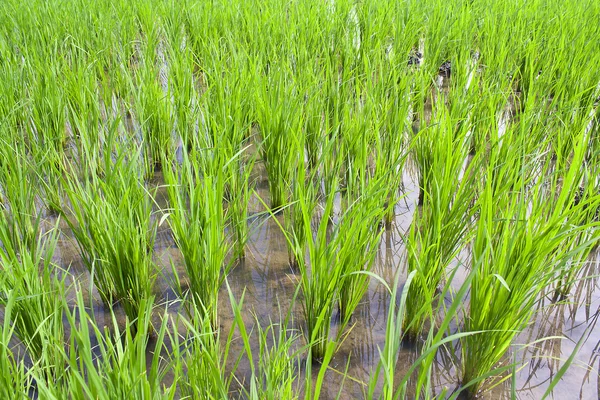 Πράσινα μικρά ρύζι — Φωτογραφία Αρχείου