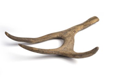 One part of Deer horn. Antler on a white background