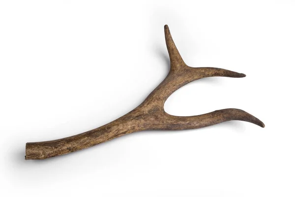 One Part Deer Horn Antler White Background — Zdjęcie stockowe