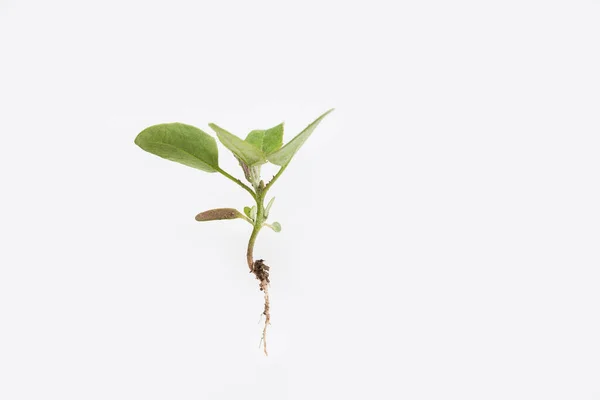 Young plant with roots on a white beckground