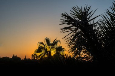 Gün batımında Palm tress. Turuncu arkaplan