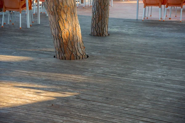 スプルースの木の周りの木製の床屋外 — ストック写真