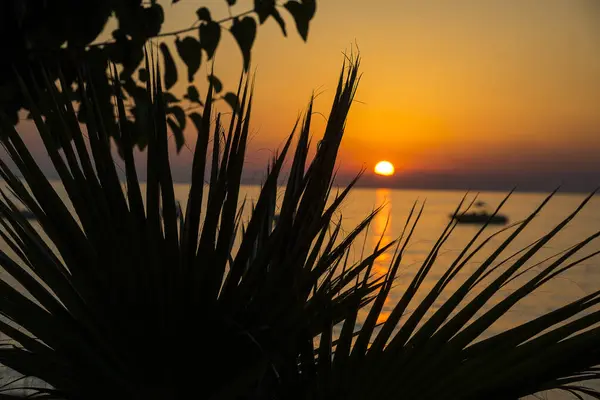 Palmeresse Coucher Soleil Fond Orange — Photo