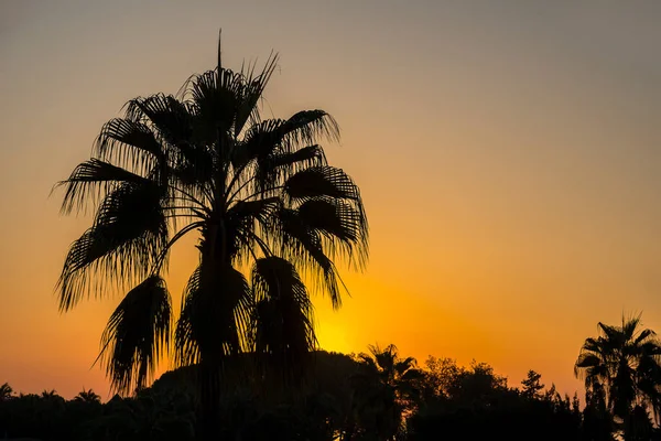 Palmtopa Zachodzie Słońca Tło Pomarańczowe — Zdjęcie stockowe