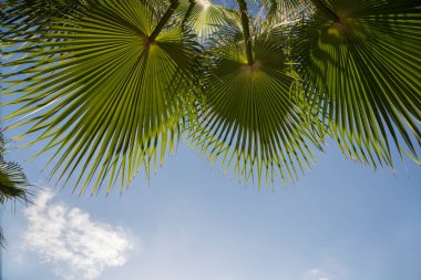 Palmiye ağaçlarının alt manzarası. Mavi gökyüzüne karşı palmiye ağacının tepesi