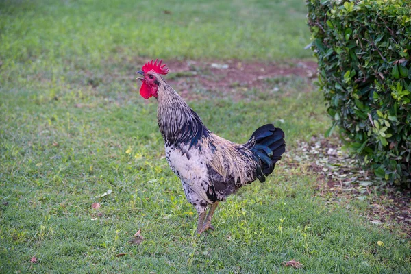 Coq Plein Air Dans Ferme Verte — Photo