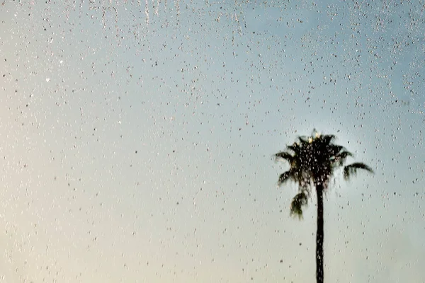 雨の日には窓に雨が降る ヤシの木 — ストック写真