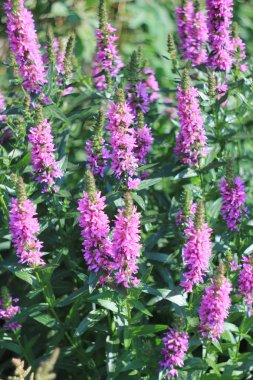 güzel bir mor çiçek