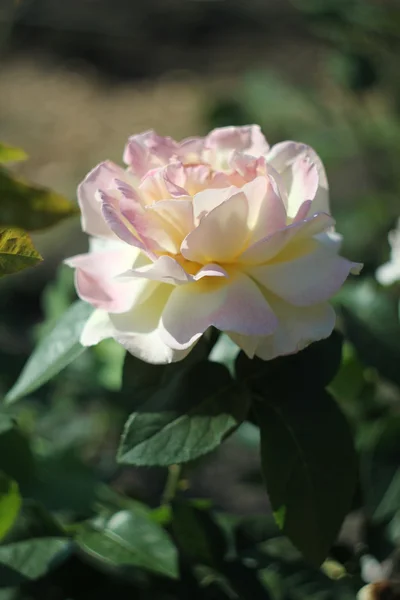 Belle rose délicate — Photo