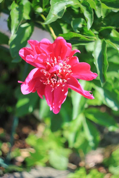 Красива Червона квітка — стокове фото