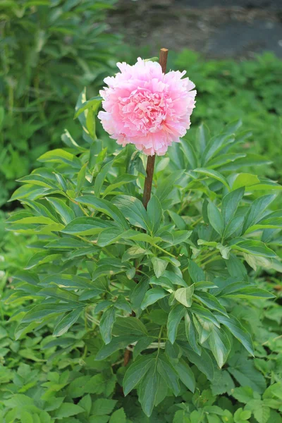 Vacker lila pion blomma — Stockfoto