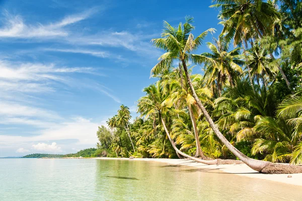 Palms and tropical sea — Stock Photo, Image