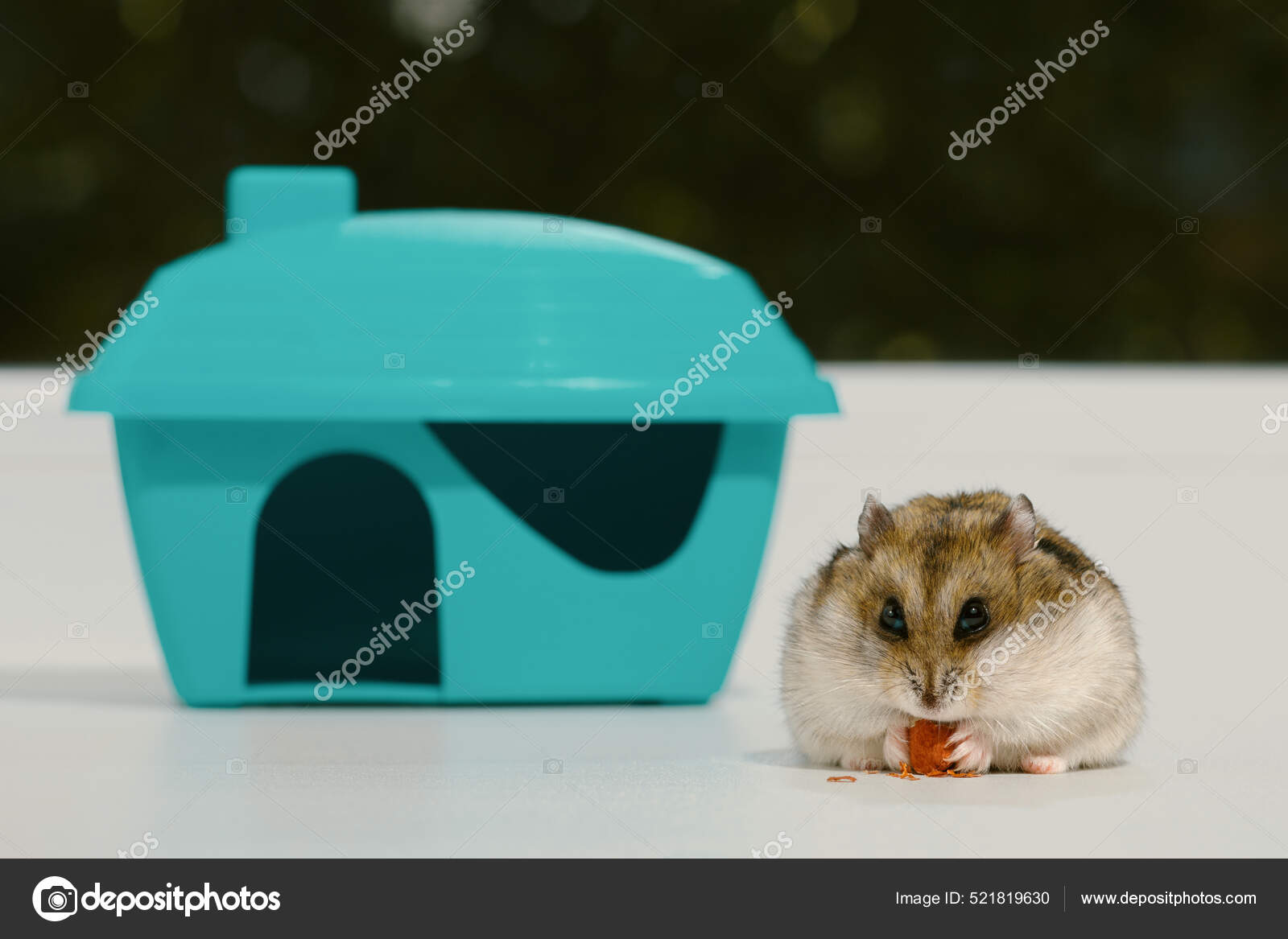 hamster eating peanut
