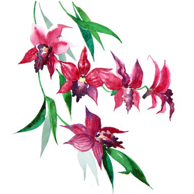 beyaz zemin üzerine kırmızı sulu boya orhid