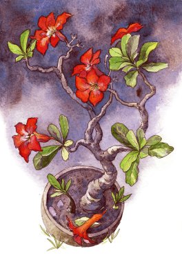 suluboya çiçek klasik bir tarzda. tropikal bitki kırmızı adenium