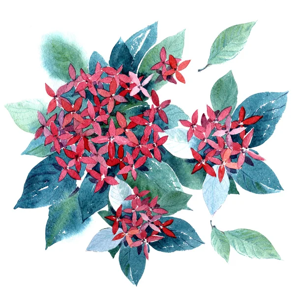 Свежие красные акварельные цветы в классическом стиле на белом фоне — стоковое фото