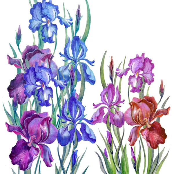 Iris acquerello in stile classico su sfondo bianco — Foto Stock