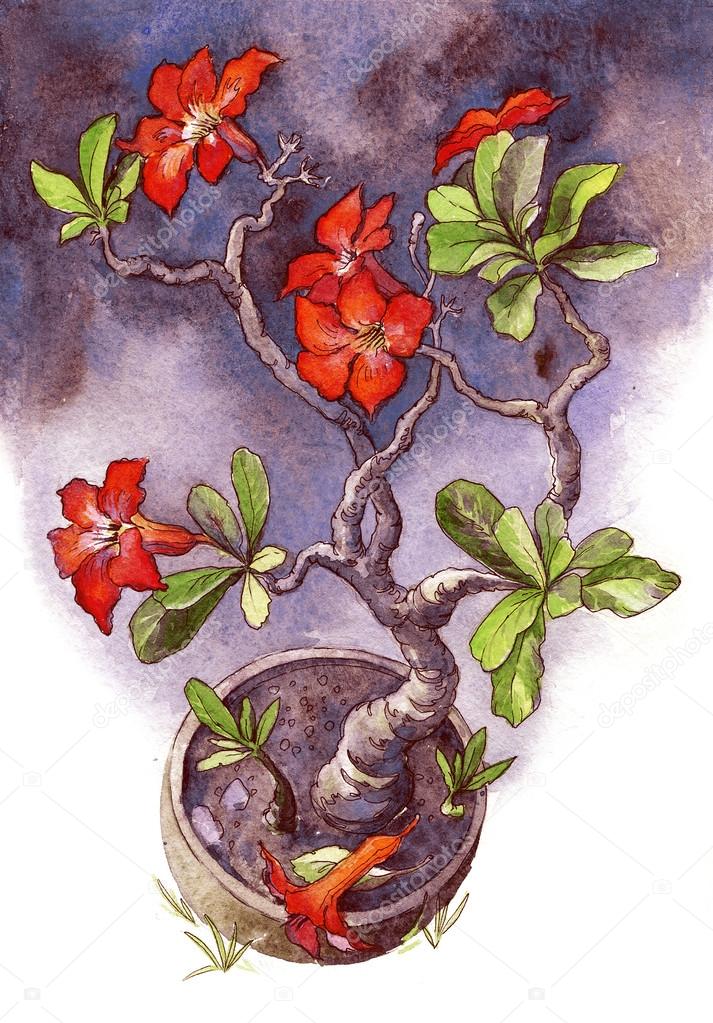 Watercolor flowers in a classical style. Tropical plant red Adenium
