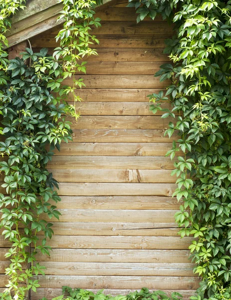 Grön ranka växt — Stockfoto