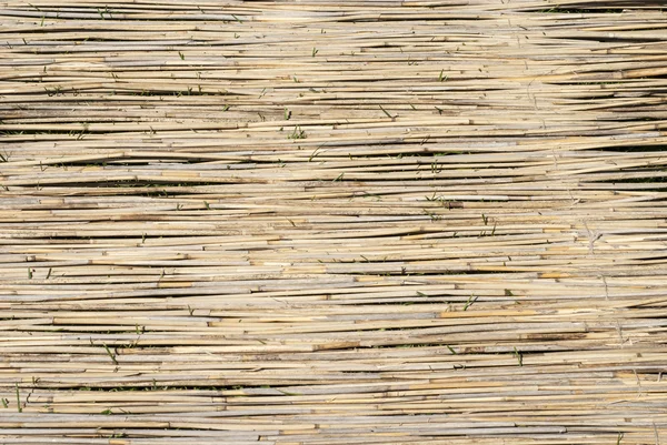 Reeds no fundo da grama — Fotografia de Stock